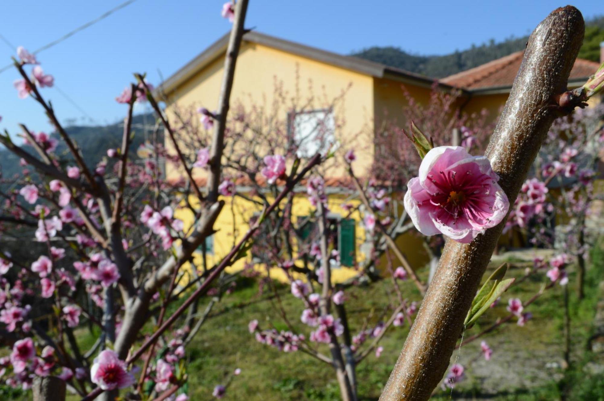 Villa I Tre Grappoli Corniglia Exterior foto